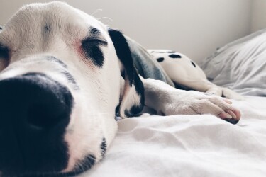 Buying a dog bed or pet bed