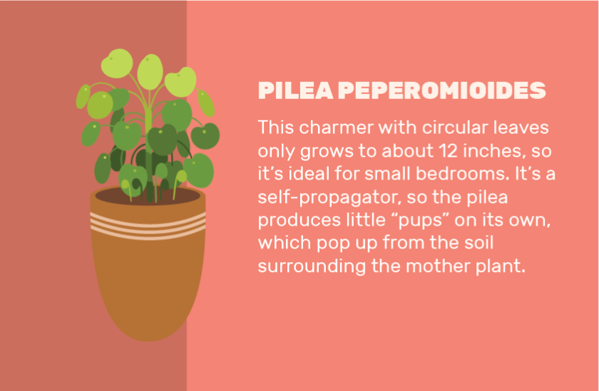 An illustration of a Pilea Peperomioides against a pink background.