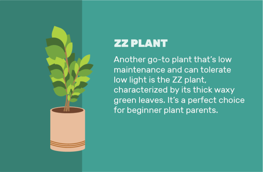 Find Out Which Bedroom Plants Will Work Best for You