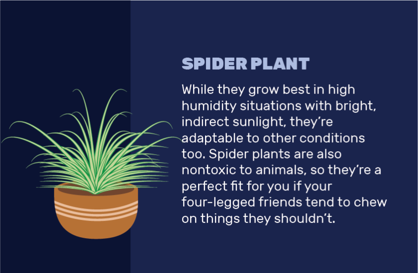 An illustration of a spider plant against a blue background.