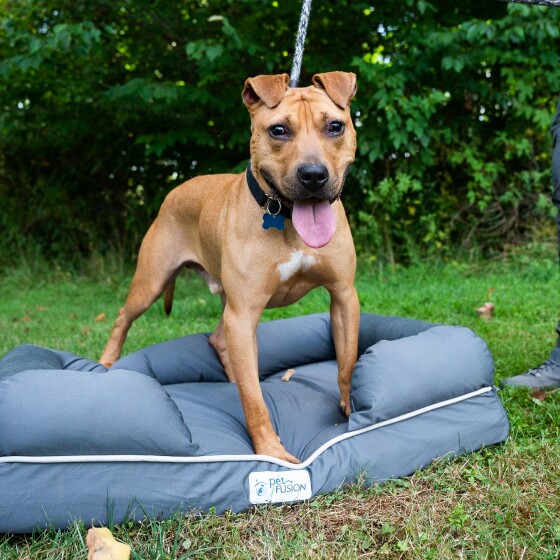 Nine different dogs of all different breeds that are available for adoption.